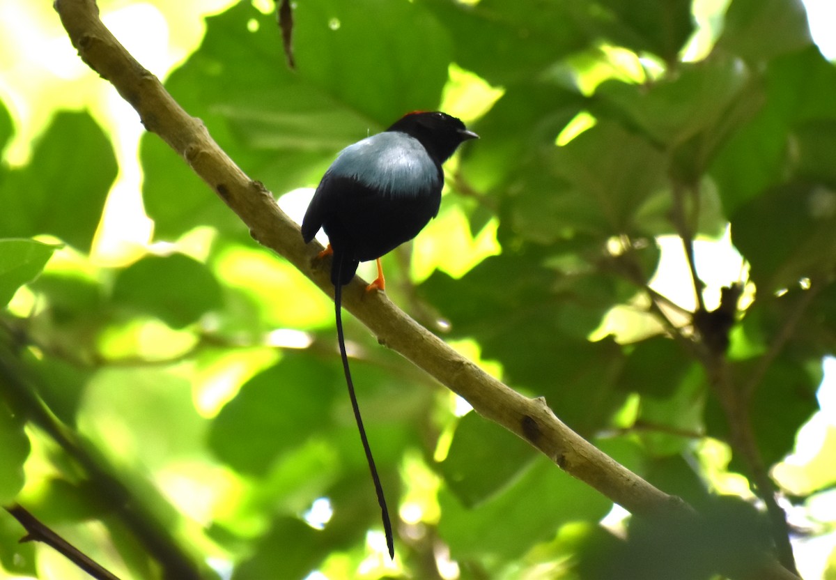 Long-tailed Manakin - ML624907066