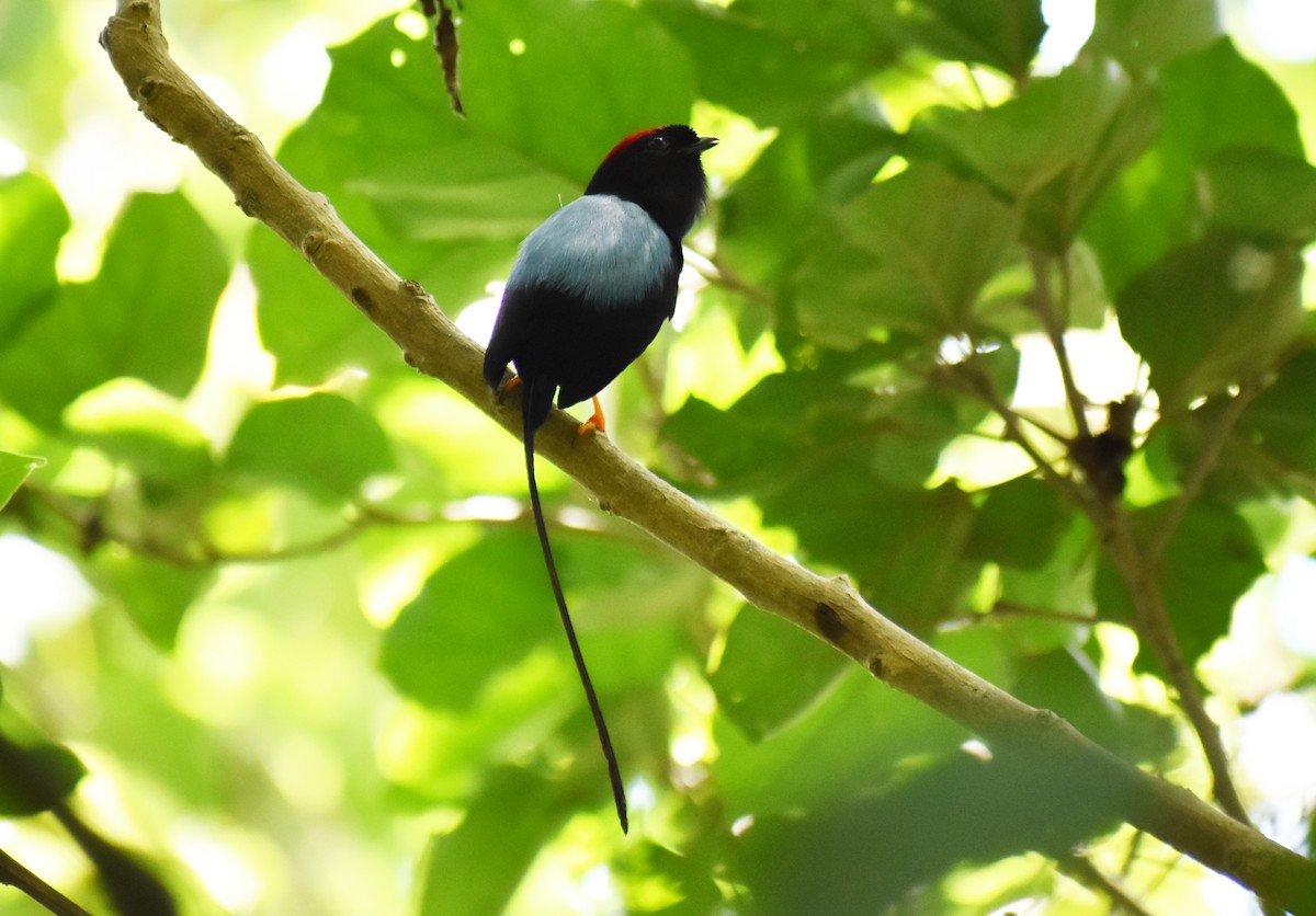 Long-tailed Manakin - ML624907067