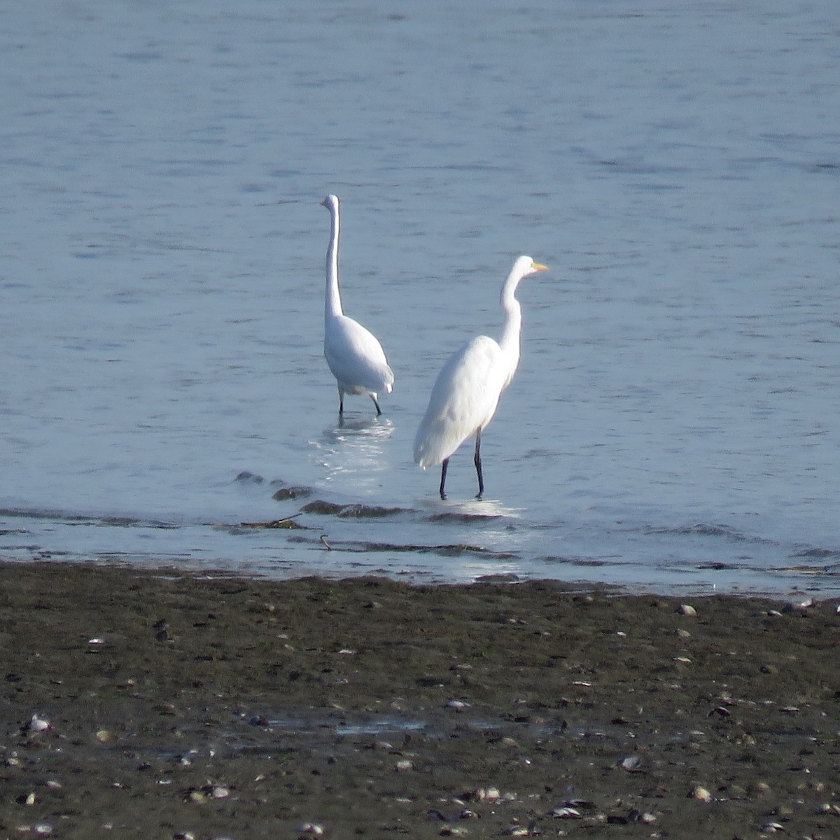 Great Egret - ML624907091