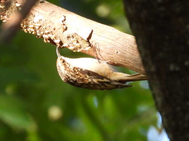 Brown Creeper - ML624907214