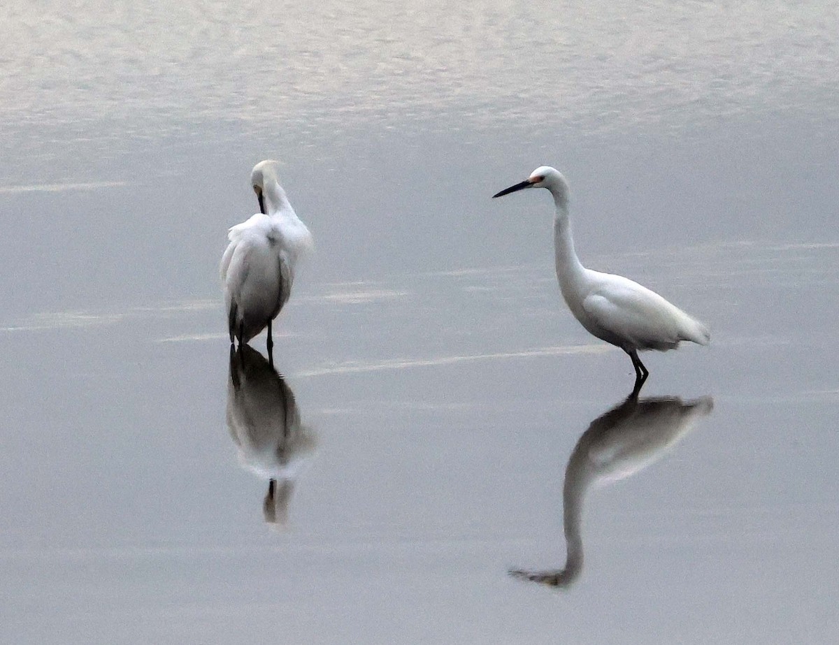 Snowy Egret - ML624907220