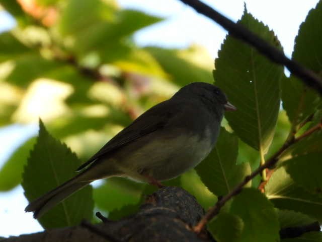 Dark-eyed Junco - ML624907228