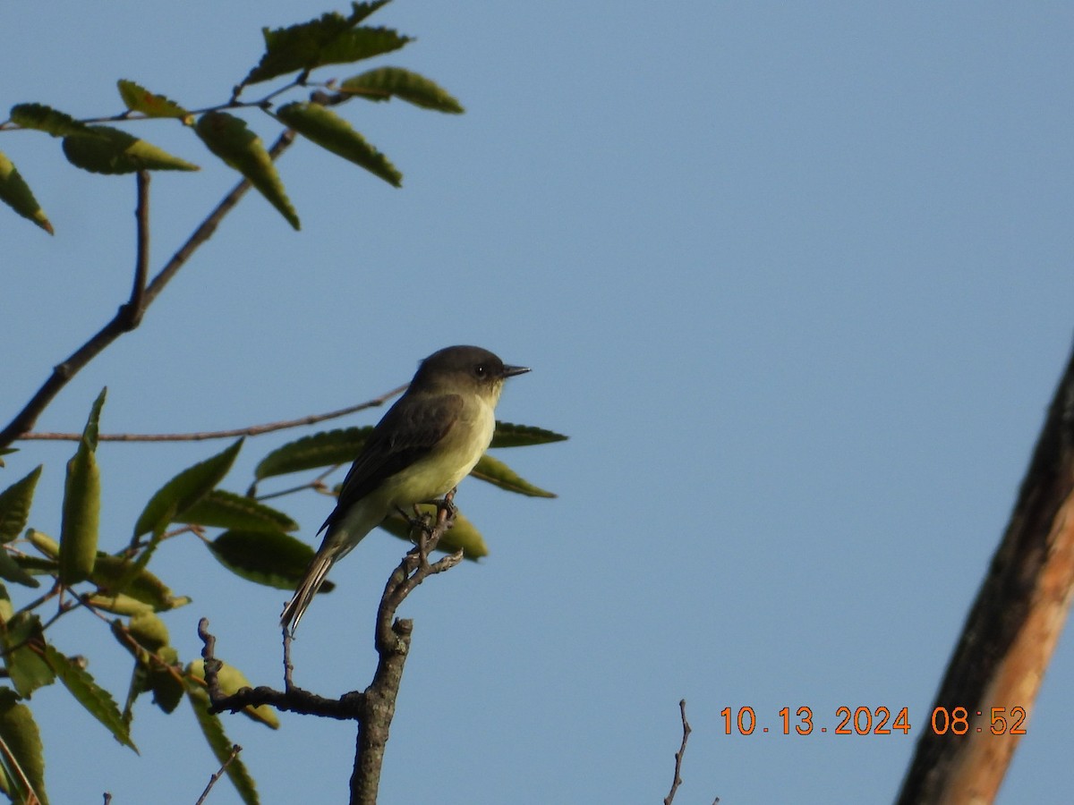 Eastern Phoebe - ML624907501