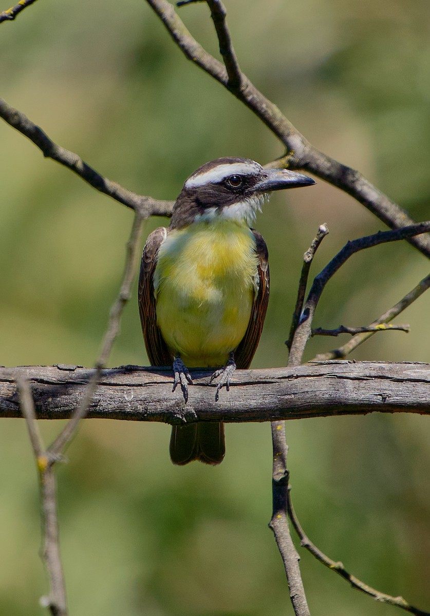 Boat-billed Flycatcher - ML624907649