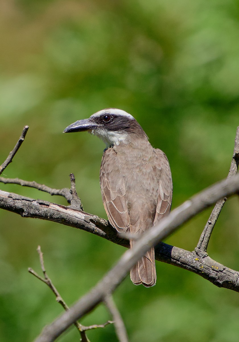 Boat-billed Flycatcher - ML624907650