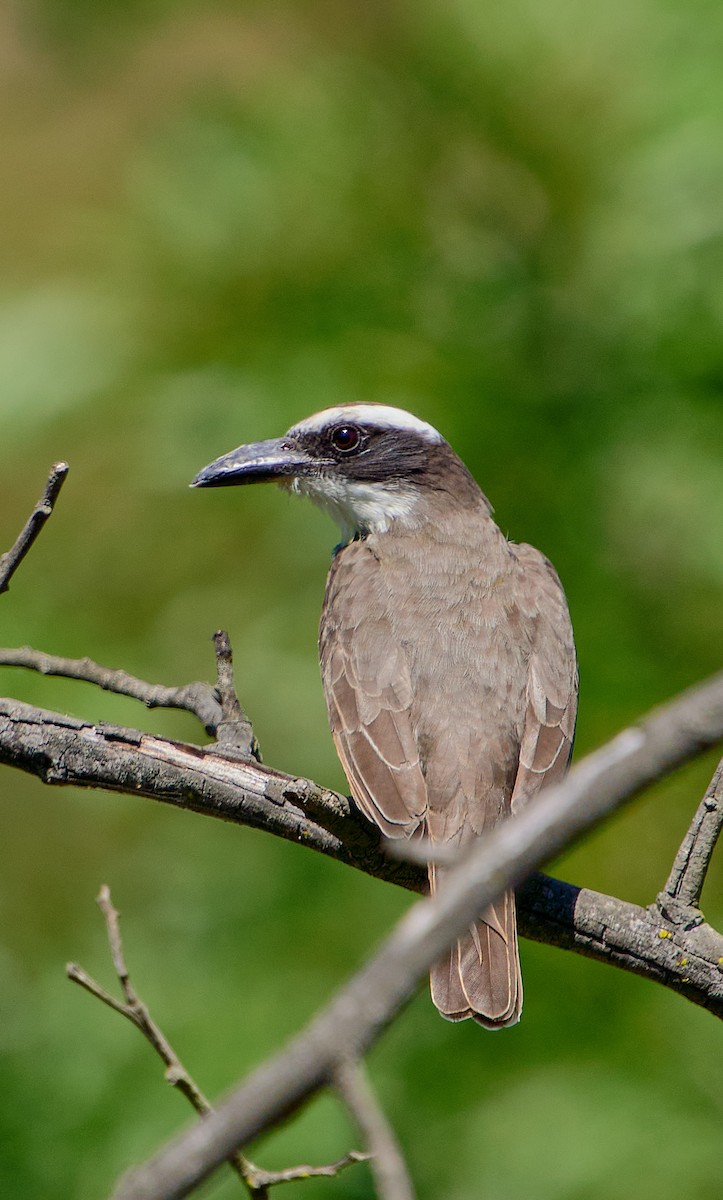 Boat-billed Flycatcher - ML624907651