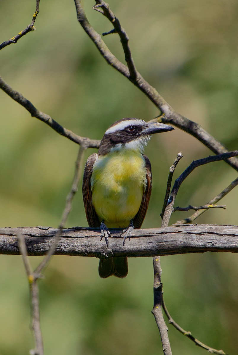 Boat-billed Flycatcher - ML624907652