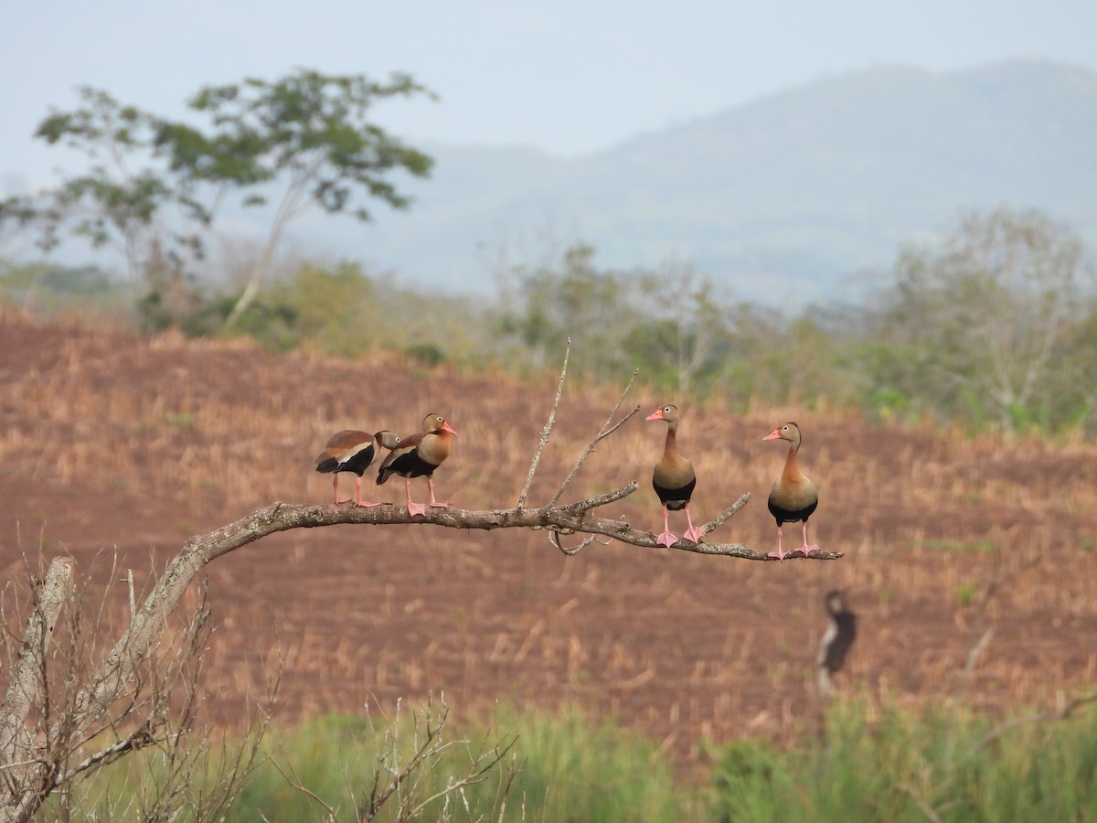 Black-bellied Whistling-Duck - ML624907883