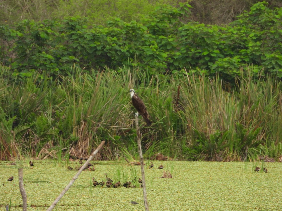 Águila Pescadora - ML624907900