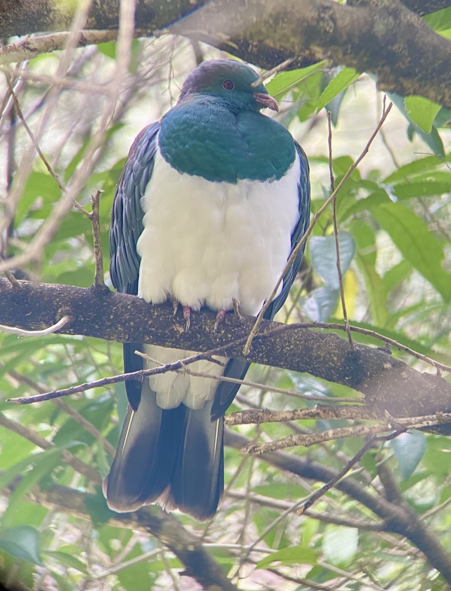 New Zealand Pigeon - Patty & Kevin 👀👂🏻🦆 McKelvey