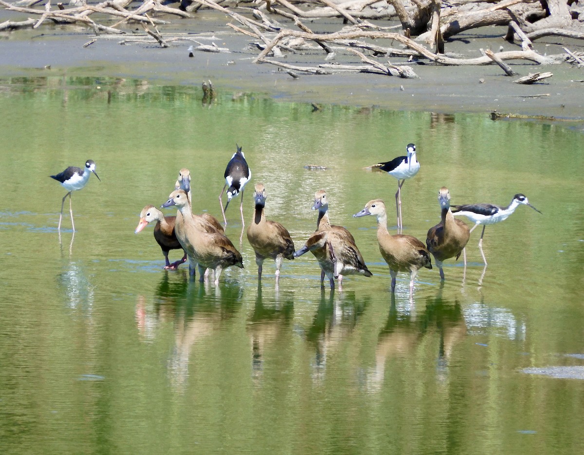 Black-bellied Whistling-Duck - ML624908331