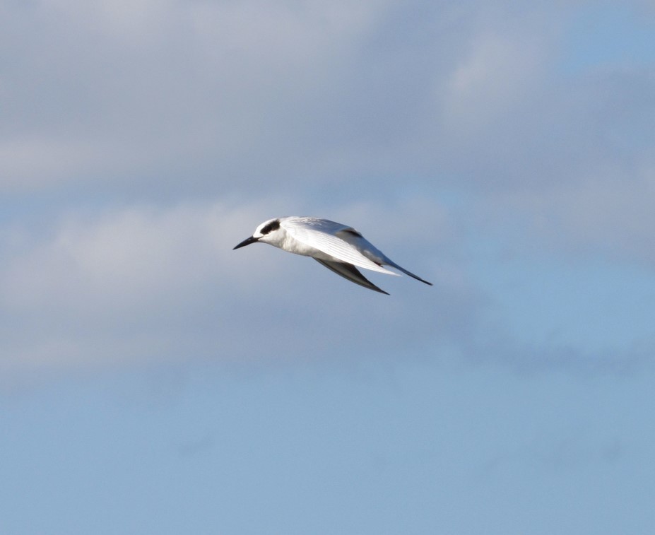 Forster's Tern - ML624908518