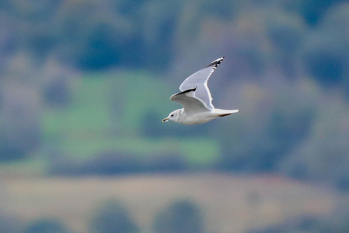 Gaviota Cana - ML624908763