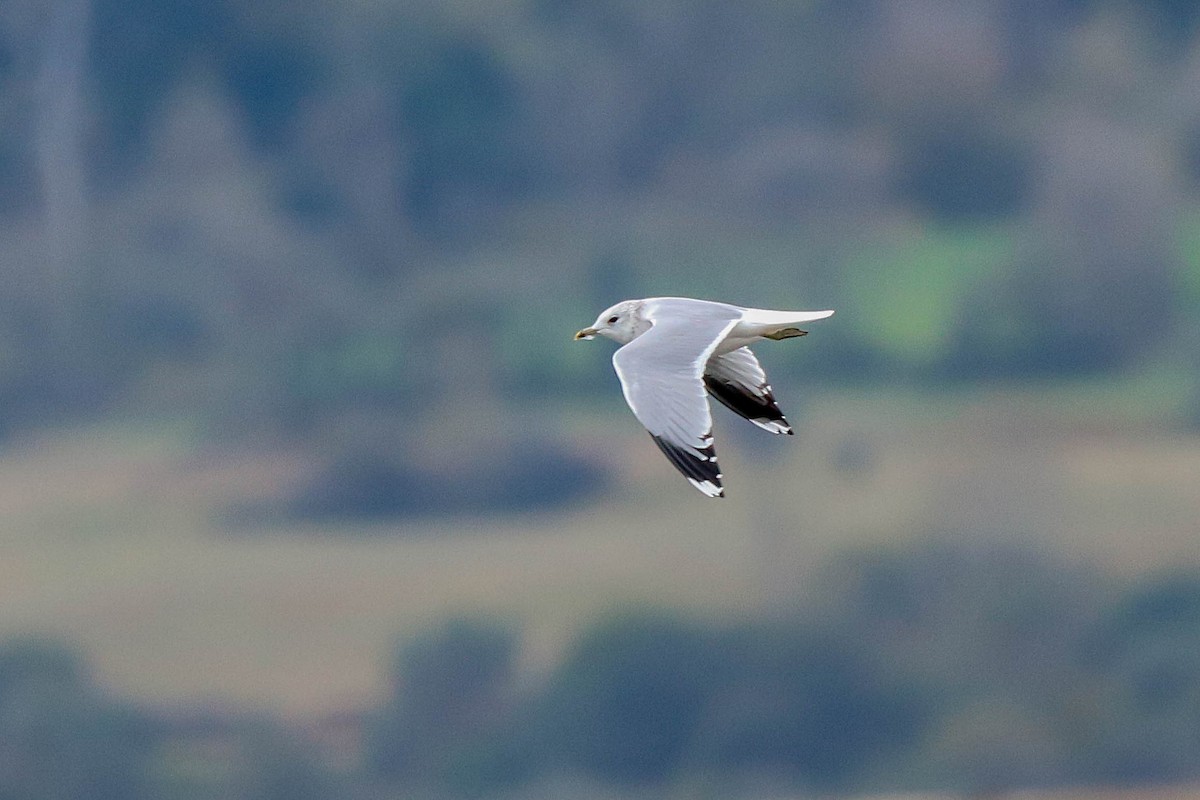 Gaviota Cana - ML624908765