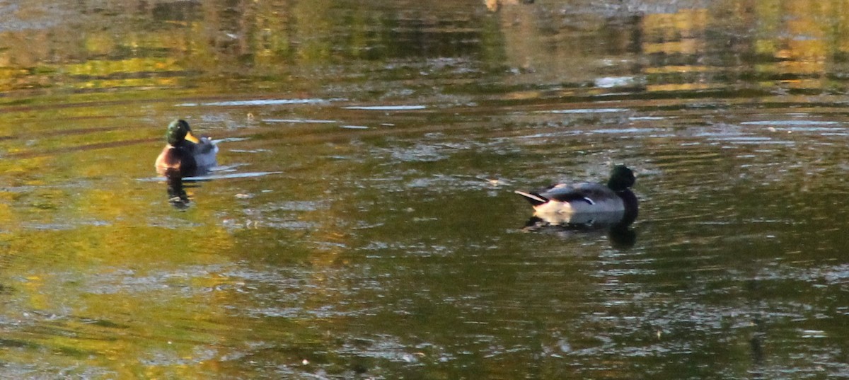 Mallard - ML624908946