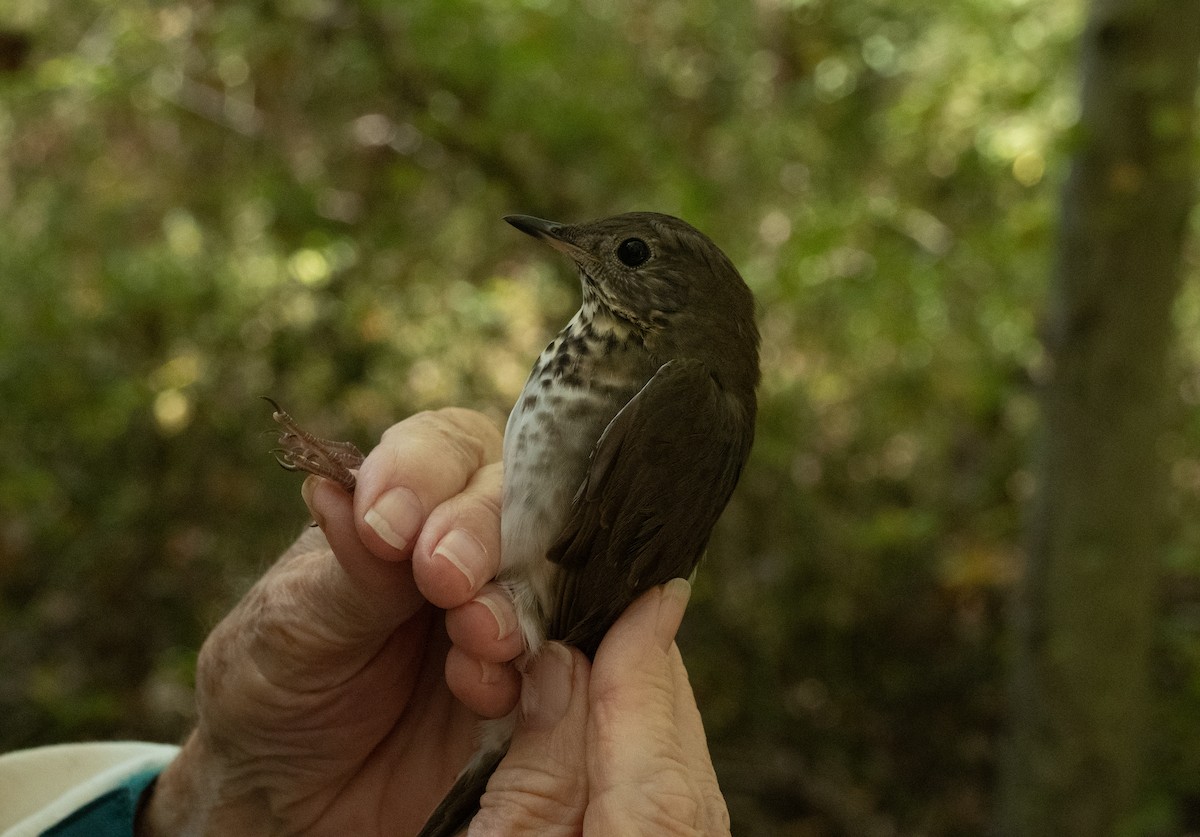 Bicknell's Thrush - ML624908948