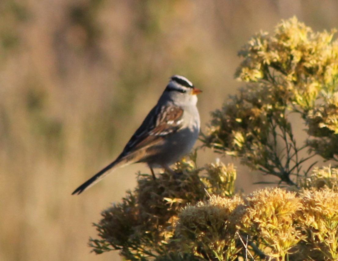 White-crowned Sparrow - ML624908971