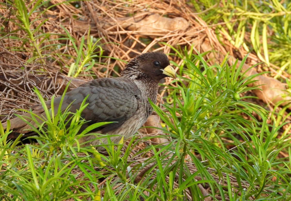 Eastern Plantain-eater - Helena Trzeciak