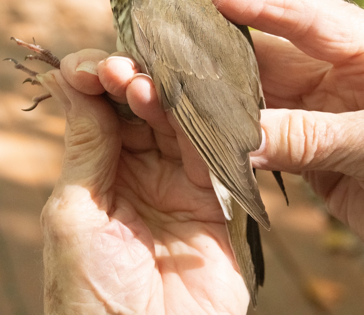 Bicknell's Thrush - ML624909114