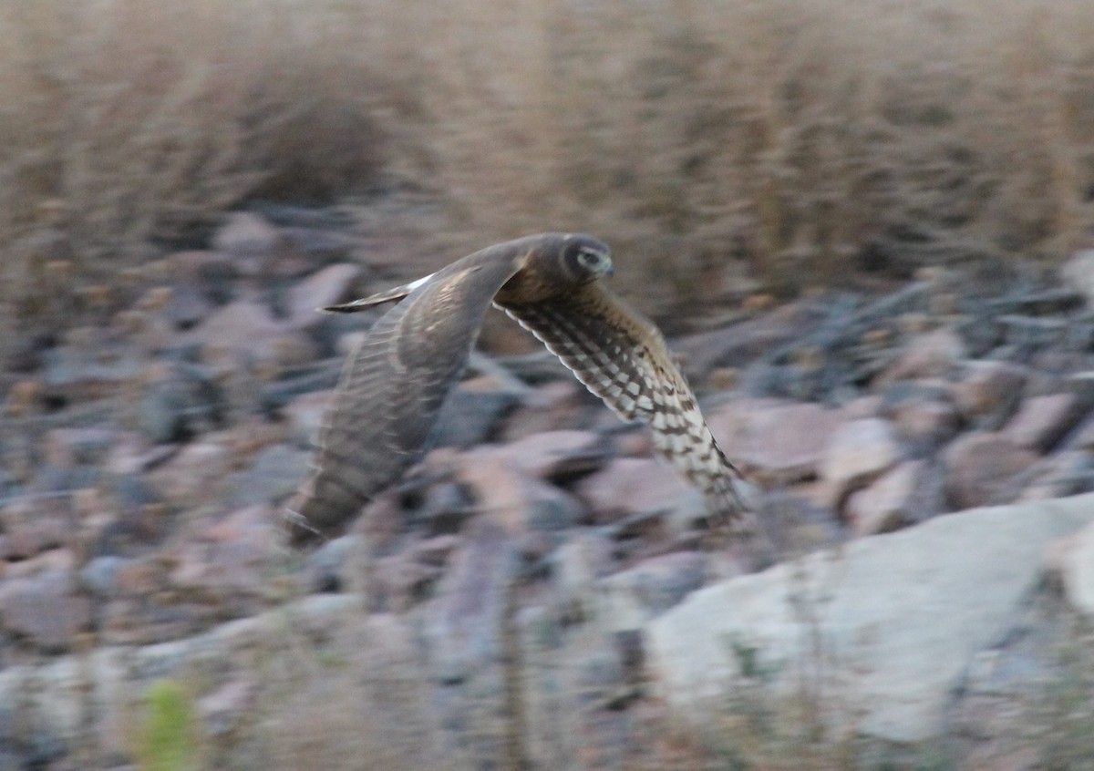 Northern Harrier - ML624909240