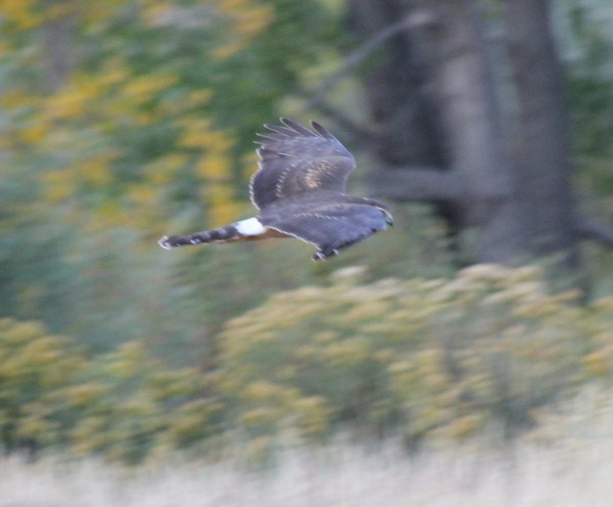 Northern Harrier - ML624909241