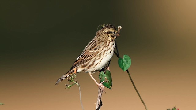 Savannah Sparrow - ML624909339