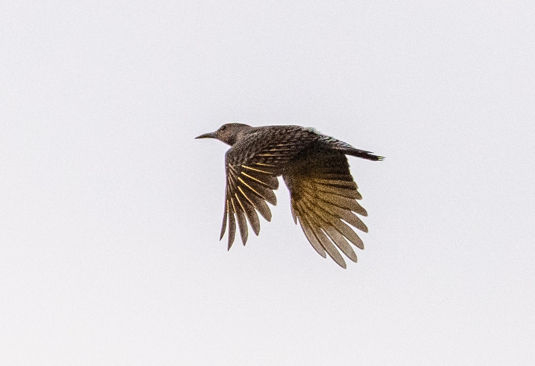 Northern Flicker - ML624909378