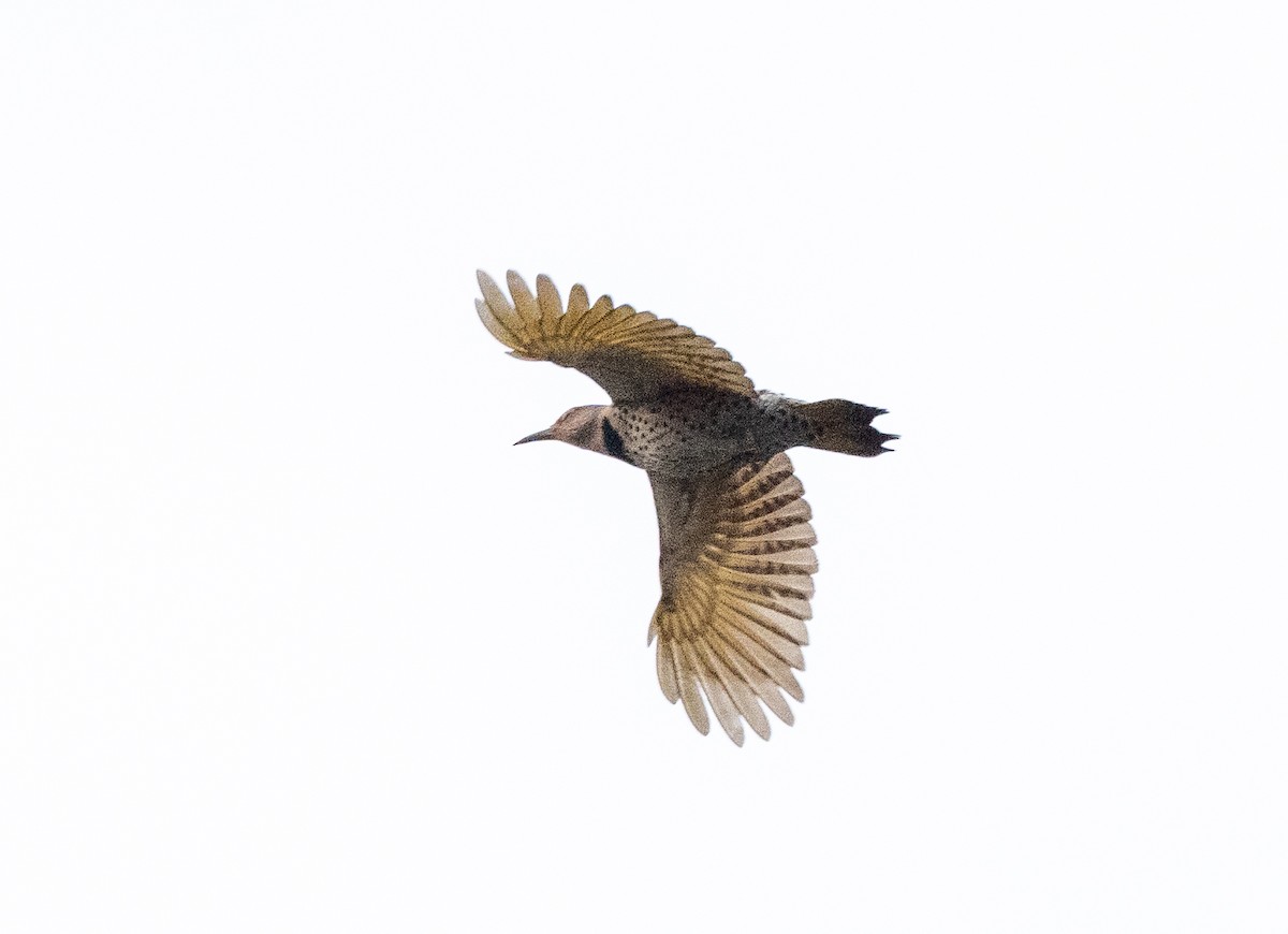 Northern Flicker - ML624909386