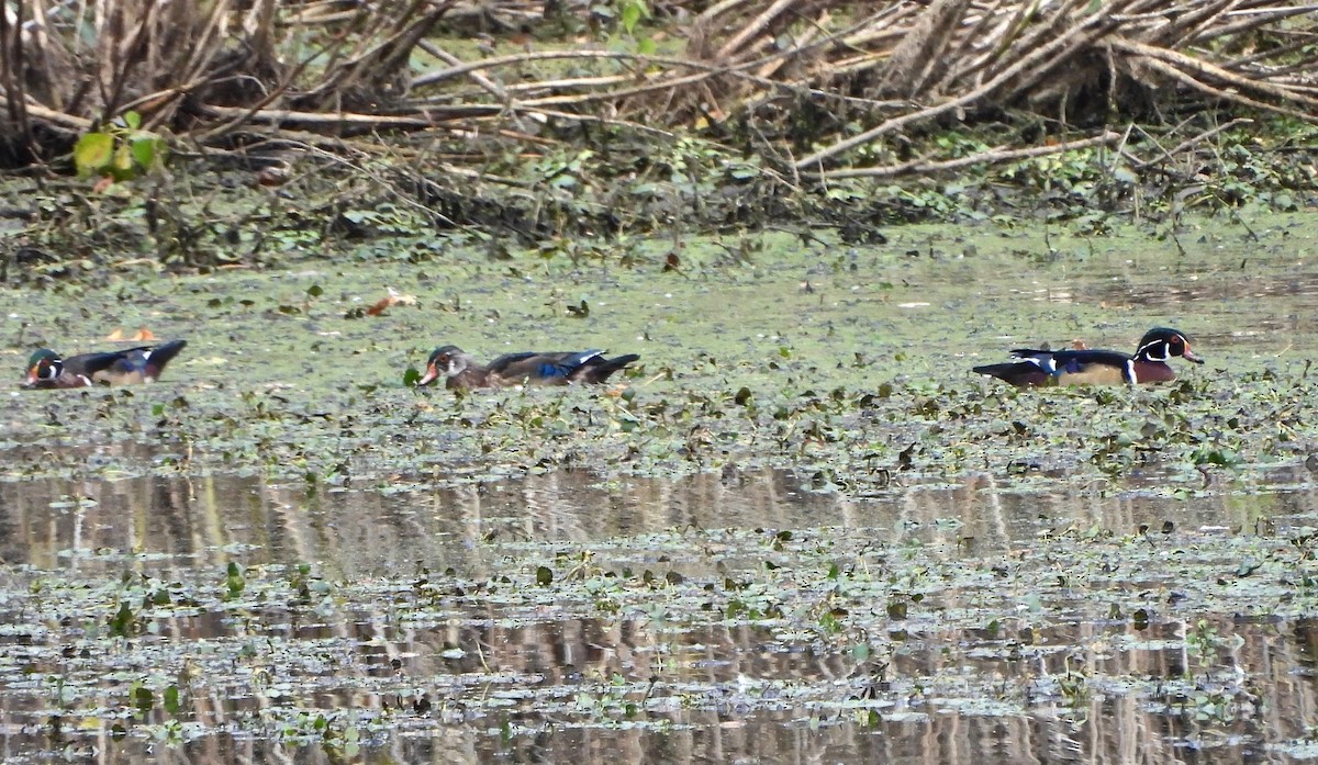 Wood Duck - ML624909457