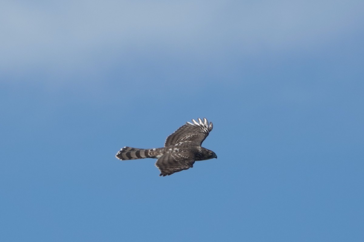Cooper's Hawk - ML624909532