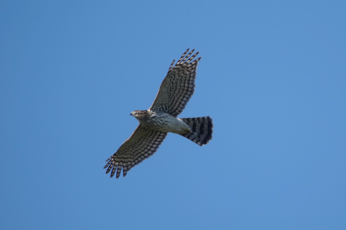 Cooper's Hawk - ML624909537