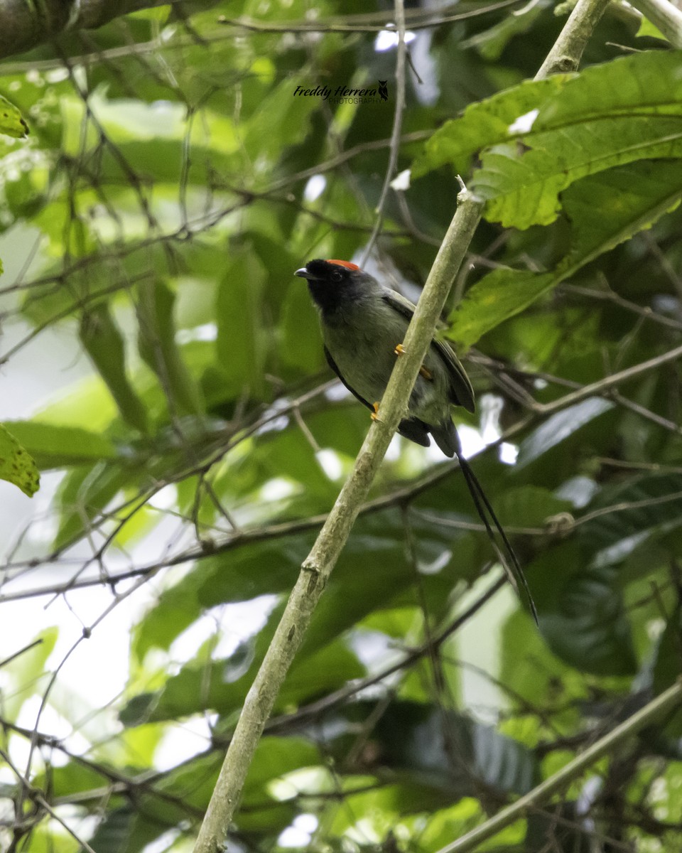 Long-tailed Manakin - ML624909541