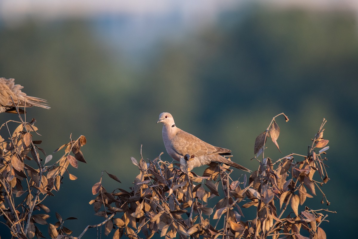 Eurasian Collared-Dove - ML624909622