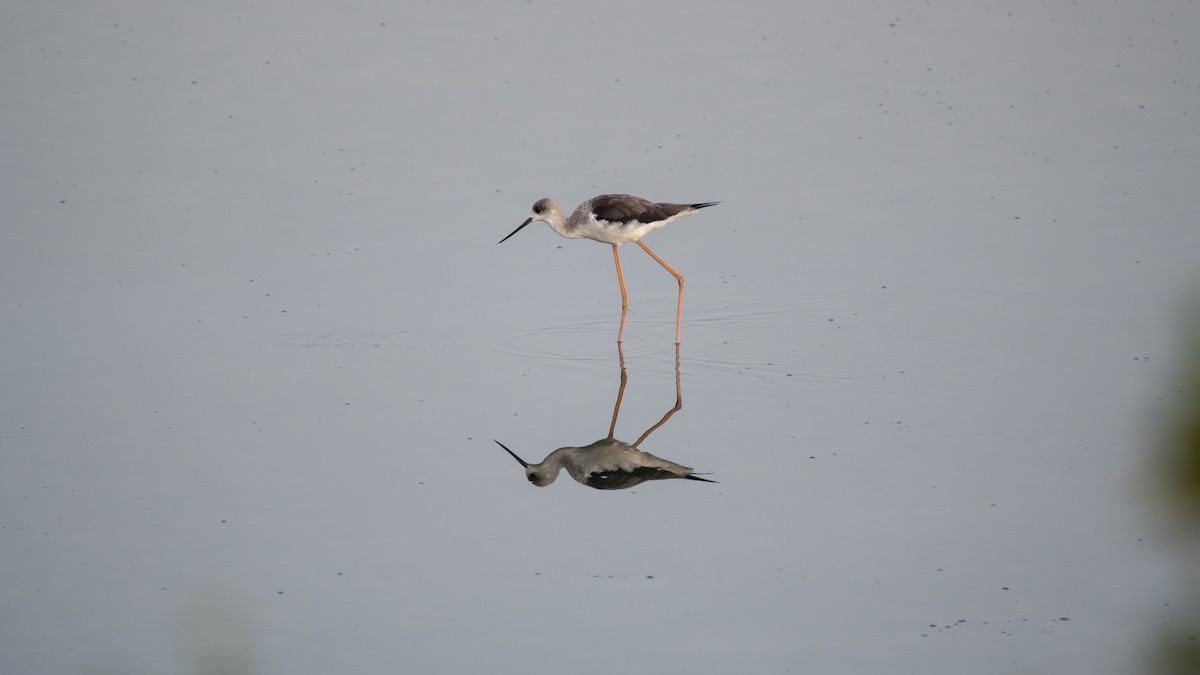 Black-winged Stilt - Faisal Fasaludeen