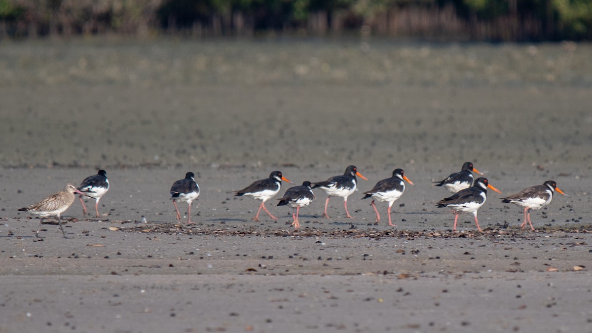 Eurasian Oystercatcher - ML624909650