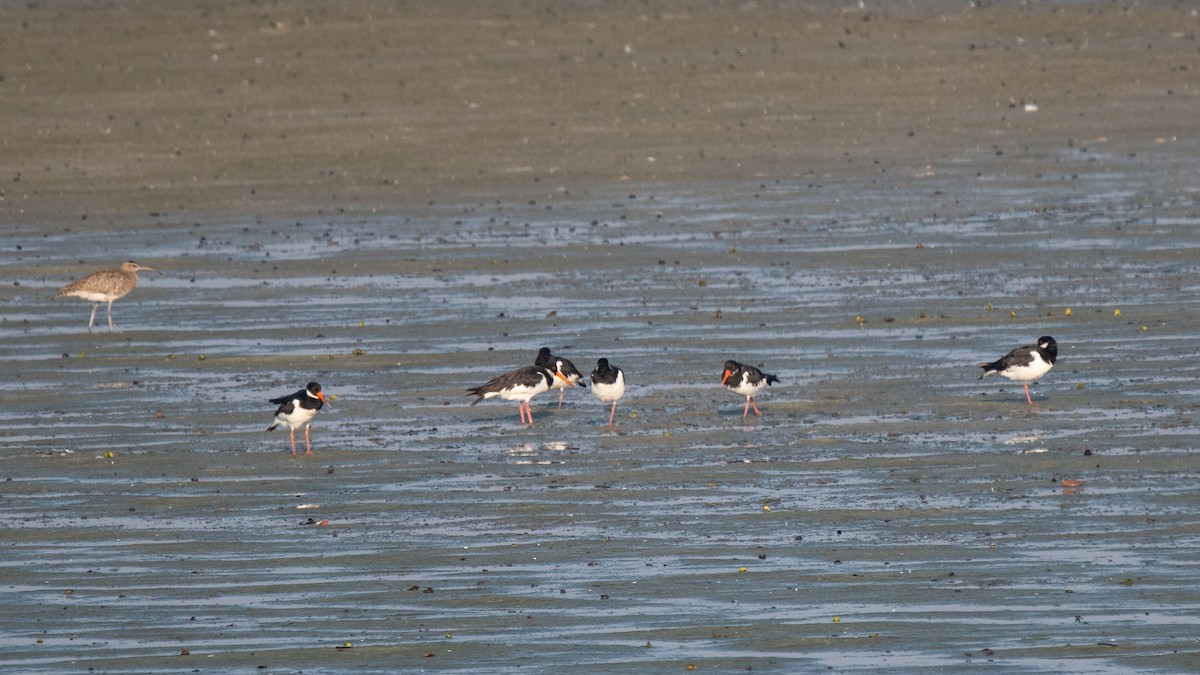 Eurasian Oystercatcher - ML624909651