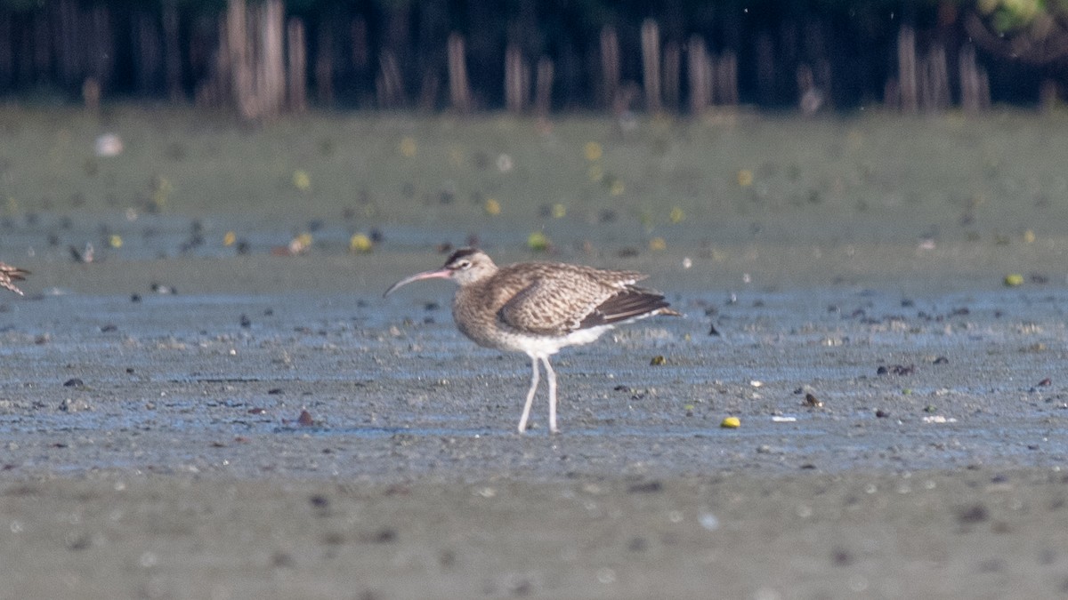 Whimbrel - ML624909683