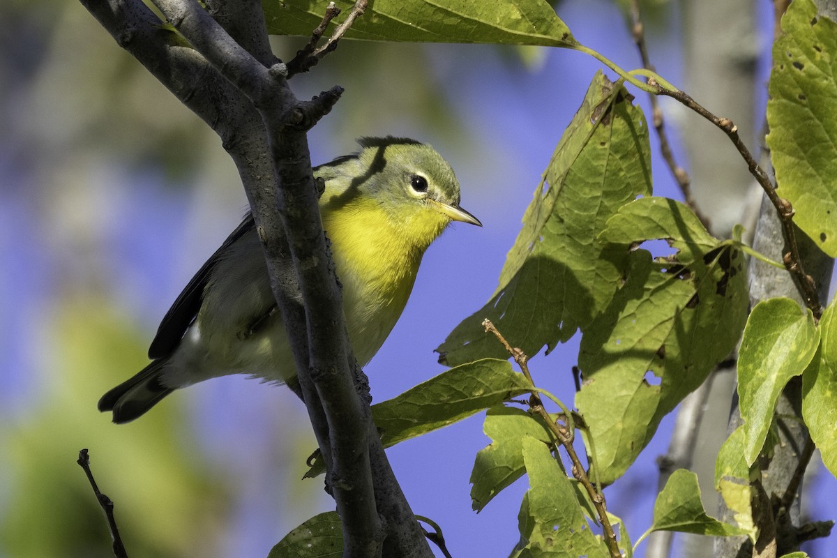 Northern Parula - ML624909693
