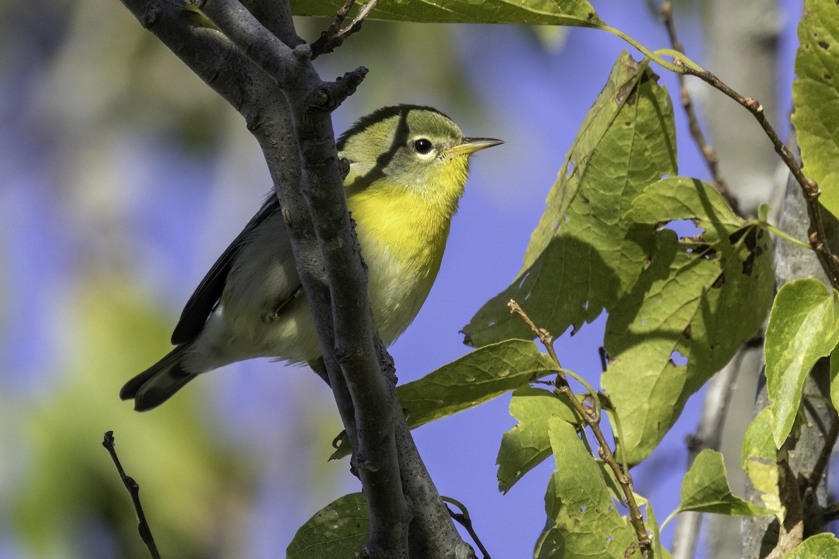 Northern Parula - ML624909694