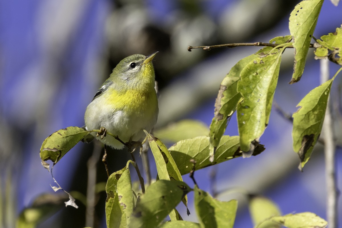 Northern Parula - ML624909697