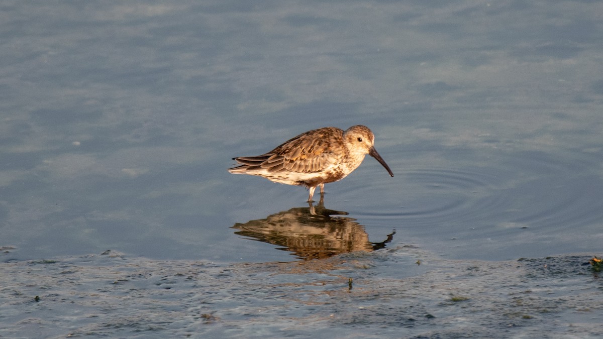 Dunlin - ML624909716