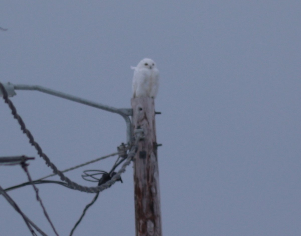 Snowy Owl - ML624909740