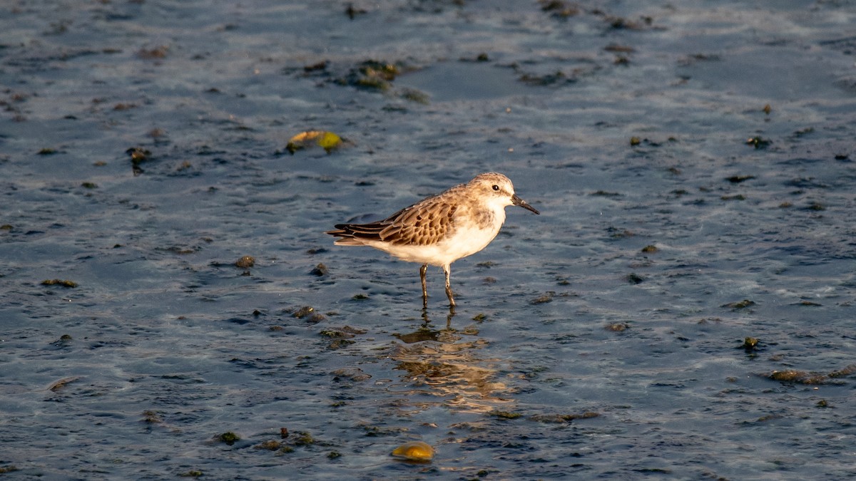 Little Stint - ML624909744