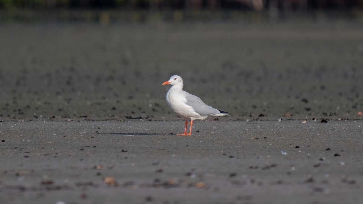 Slender-billed Gull - ML624909748