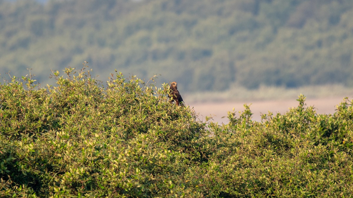 Western Marsh Harrier - ML624909763