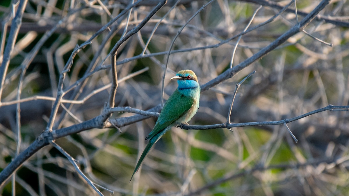 Arabian Green Bee-eater - ML624909776