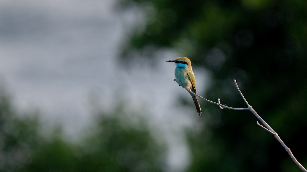 Arabian Green Bee-eater - ML624909777