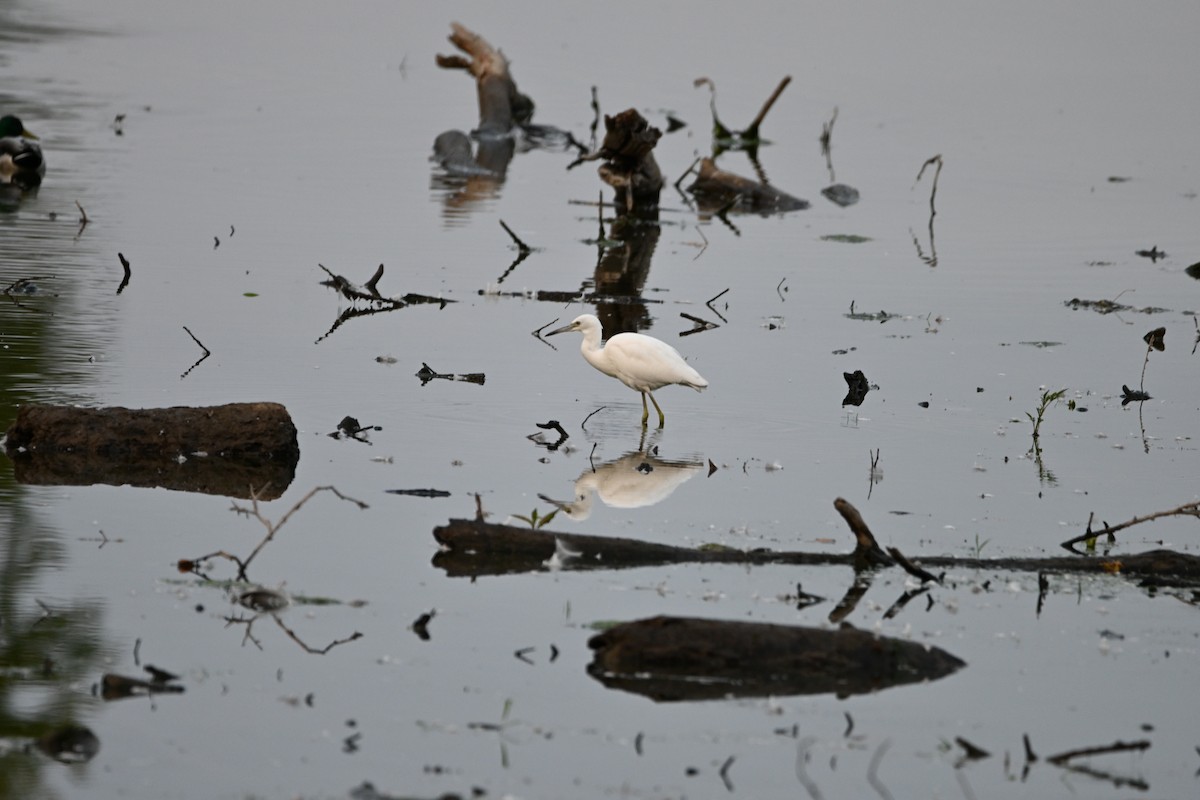 Little Blue Heron - ML624909808