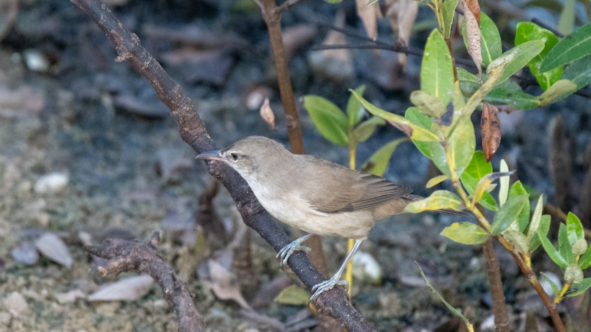 Clamorous Reed Warbler - Faisal Fasaludeen