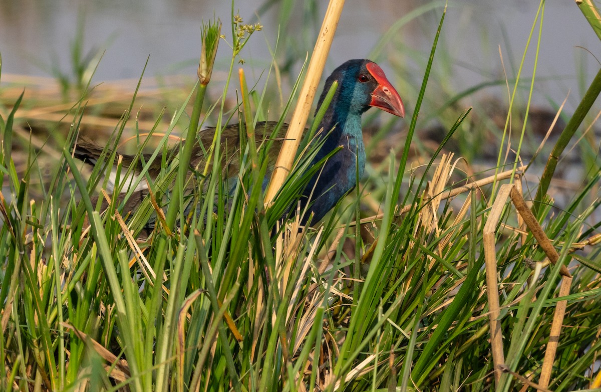 African Swamphen - ML624909847